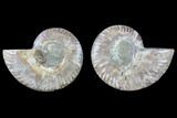 Cut & Polished Ammonite Fossil - Agatized #82275-1